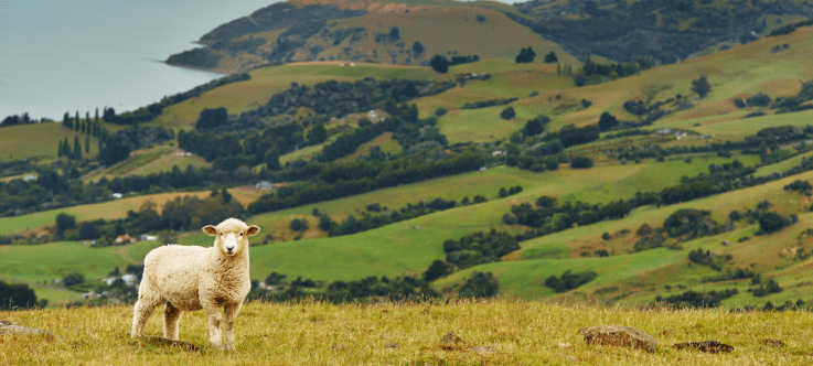 A curious sheep stands in the foreground on a lush green hillside with the scenic backdrop of New Zealand's rolling hills and a glimpse of the coastline, symbolizing the country's tranquil yet advantageous crypto tax environment for new and seasoned investors alike
